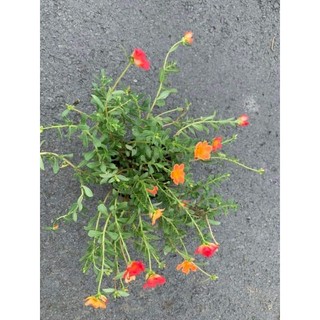 1 khóm hoa 10 giờ mix nhiều màu