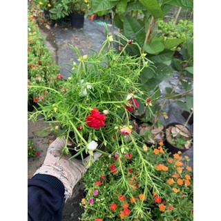 1 khóm hoa 10 giờ mix nhiều màu