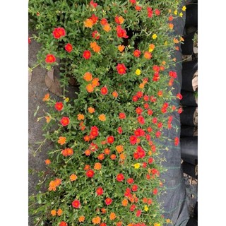 1 khóm hoa 10 giờ mix nhiều màu