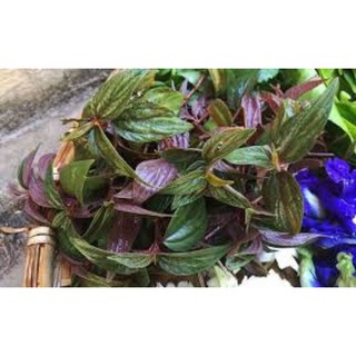 Cây Bọ Dòi Phơi khô sạch đẹp 1kg