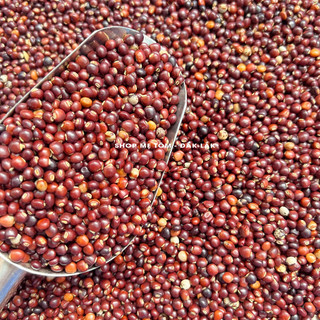 500GRAM ĐẬU SĂNG ĐĂKLĂK (MỘC ĐẬU, ĐẬU CHIỀU, ĐẬU CỌC RÀO, ĐẬU CHÈ, ĐẬU TRIỀU) (CÓ XUẤT HÓA ĐƠN CÔNG TY)
