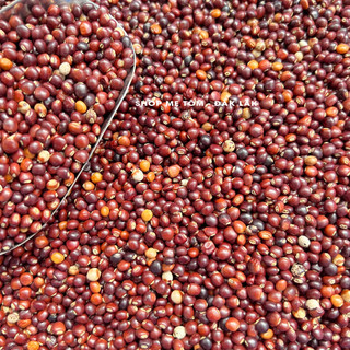500GRAM ĐẬU SĂNG ĐĂKLĂK (MỘC ĐẬU, ĐẬU CHIỀU, ĐẬU CỌC RÀO, ĐẬU CHÈ, ĐẬU TRIỀU) (CÓ XUẤT HÓA ĐƠN CÔNG TY)