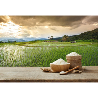 Gạo ST25 Vinaseed Lúa Tôm