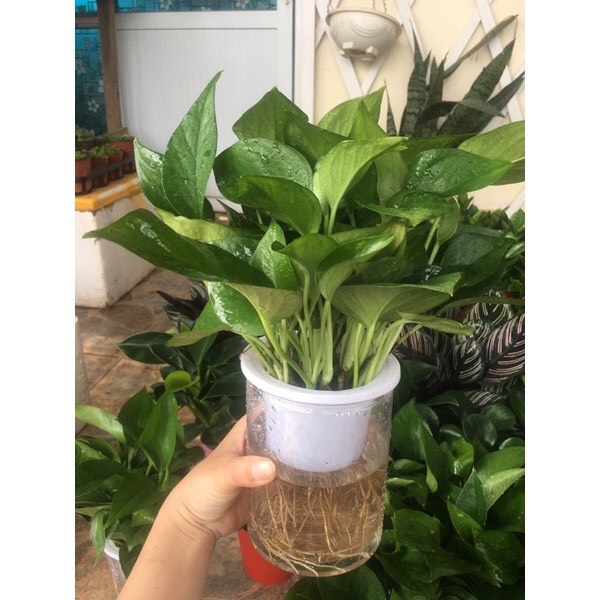 Trầu bà thuỷ sinh