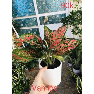 Cây vạn lộc kèm chậu sứ