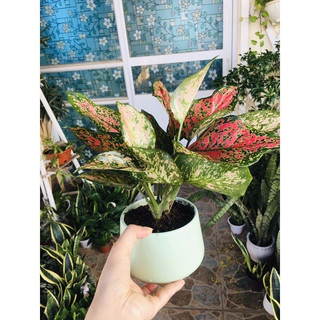 Cây vạn lộc ( thiên phú) kèm chậu sứ