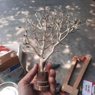 Cây Lũa Chân Đế Gỗ Trang Trí Bể Cá,Bò Sát