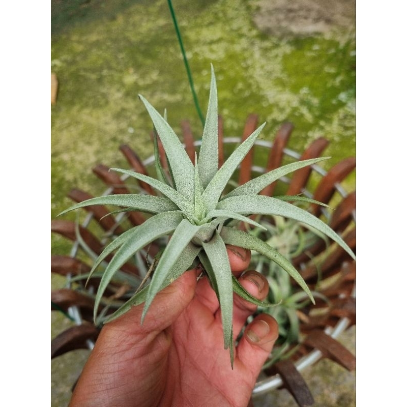 Cây không khí capitata silver rose