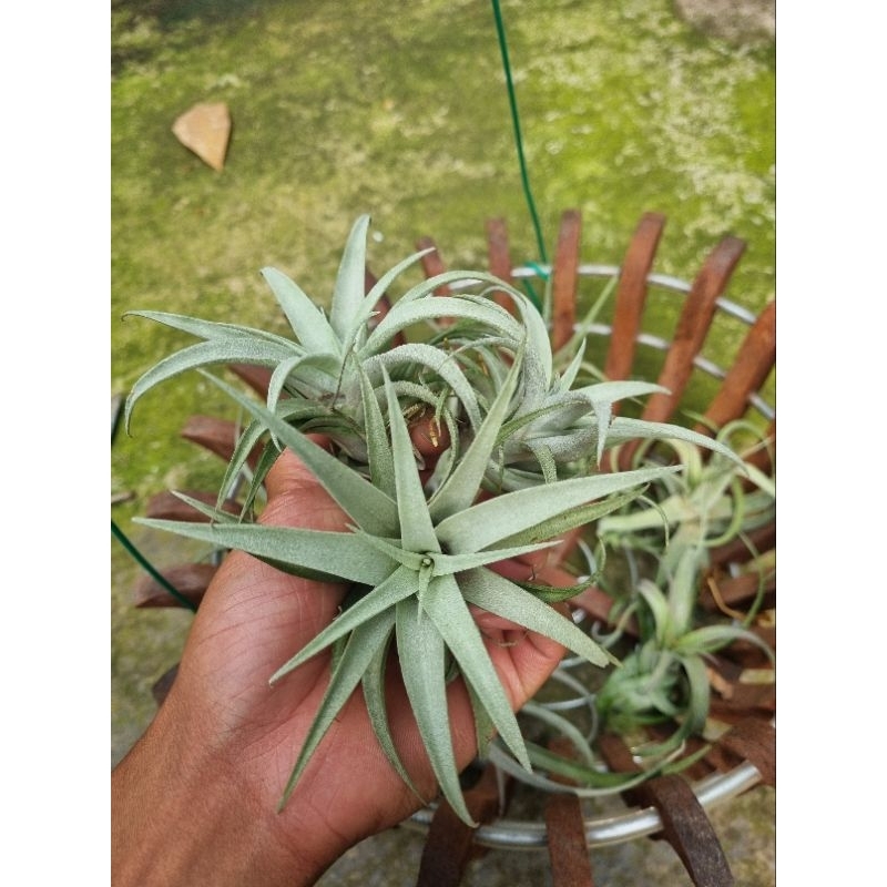 Cây không khí capitata silver rose