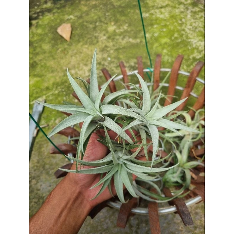 Cây không khí capitata silver rose