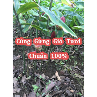 Củ Gừng Gió(Còn Có Tên Là Mai Gan, Ngải Xanh, Gừng Rừng) Tươi Nguyên Cũ
