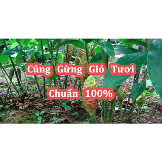 Củ Gừng Gió(Còn Có Tên Là Mai Gan, Ngải Xanh, Gừng Rừng) Tươi Nguyên Cũ