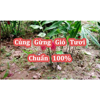 Củ Gừng Gió(Còn Có Tên Là Mai Gan, Ngải Xanh, Gừng Rừng) Tươi Nguyên Cũ