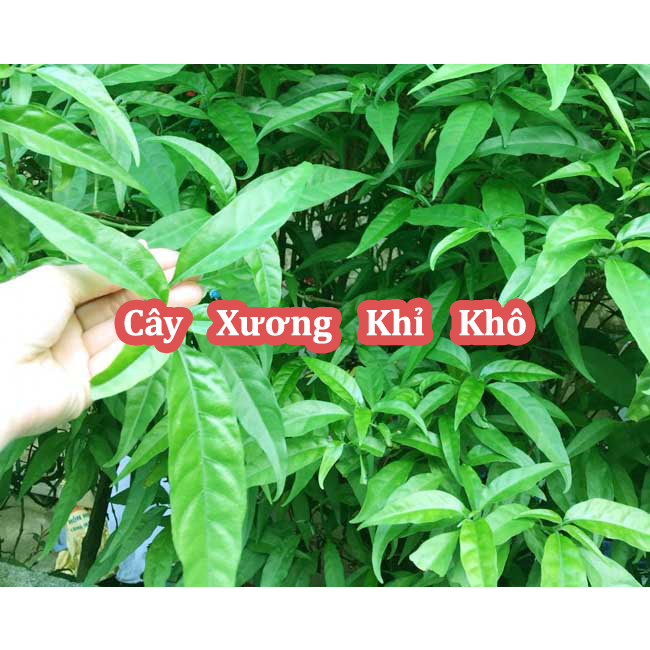 Cây Xương Khỉ