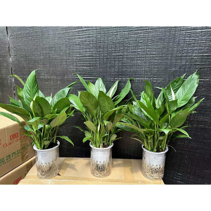 Cây lan ý thuỷ canh để bàn làm việc cây phong thuỷ văn phòng