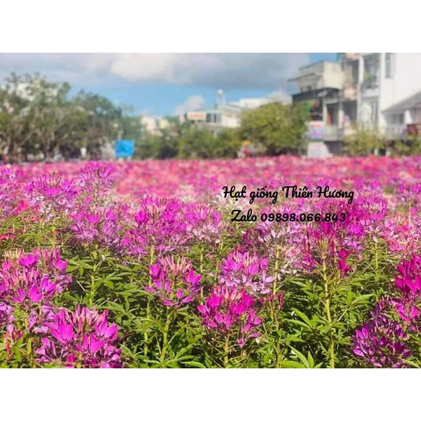 Hạt giống hoa Túy Điệp ( Hồng ri) Nãy mầm tốt . Trồng du lịch