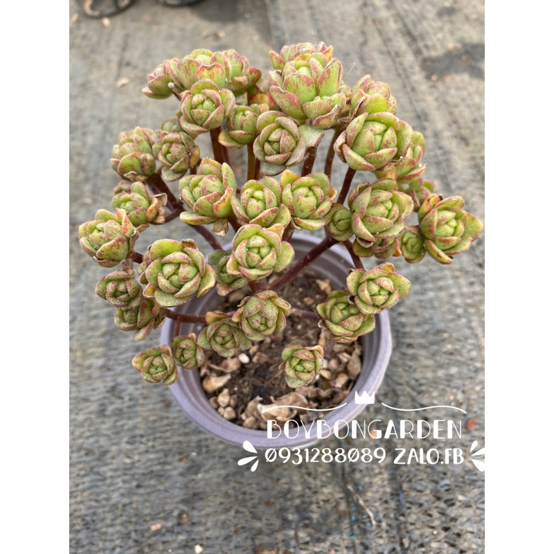 Cây sen đá aeonium nâu nhám bụi 1 gốc thụ aeonium Arnoldii