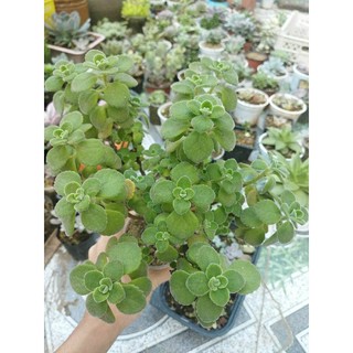 Sen đá sedum
