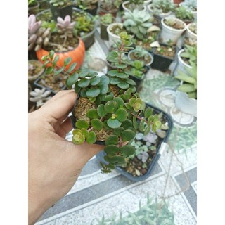 sedum vảy cá/ốc