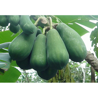 đu đủ xanh thái lát sấy khô ( gói 100g)