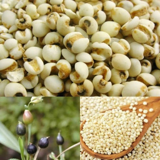 500gr Hạt bo bo Thiên Long loại 100% nguyên chất hàng sạch đẹp