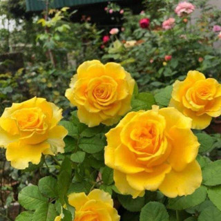 Hoa hồng ngoại Shell màu vàng rực rỡ trên những cành vàng shell nổi bật cây nguyên bản