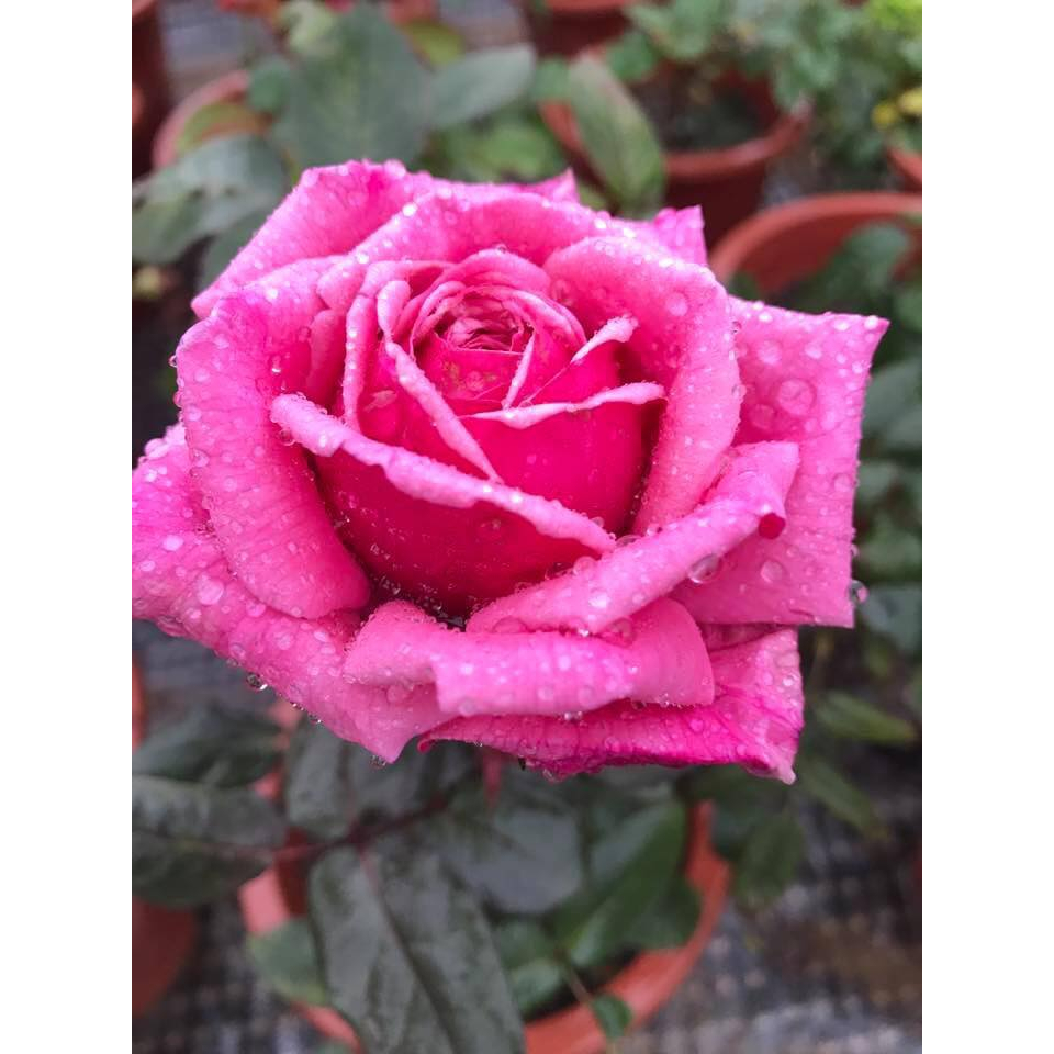 Hoa hồng bụi Yua rose - hoa thơm siêu phẩm mới form to -HoaNgoaiMeLinh
