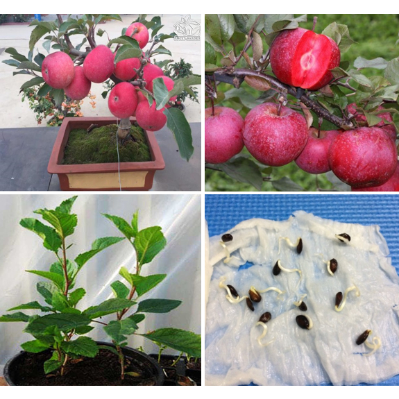 Hạt Giống Táo Lùn Đỏ ( Táo Bonsai - Gói 10 Hạt) - [ Cây kiểng đẹp, Trái ăn ngon - Dễ trồng]