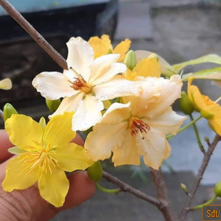 Cây Tam sắc hoàng mai 6-8 cánh - giống mới, mai đổi màu, bonsai gốc ghép đẹp