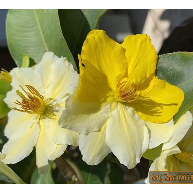 Cây mai nhị ngọc toàn - hoa thơm, gốc ghép (Bảo hành mặt hoa)