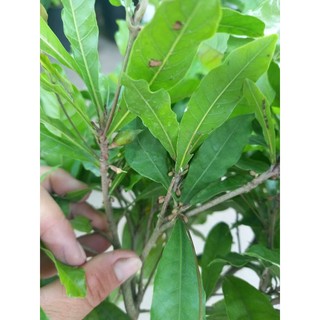 cây thần kì cao trên 35cm