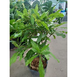 cây thần kì cao trên 35cm