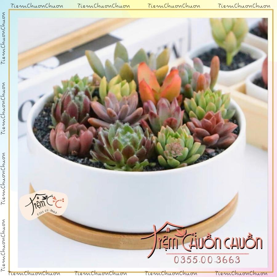 Ang Trụ 6 Màu Men Pastel - Chậu Đất Nung trồng Sen Đá, Xương Rồng - Tiệm Chuồn Chuồn - tiemchuonchuon - Gốm sứ Bát Tràng