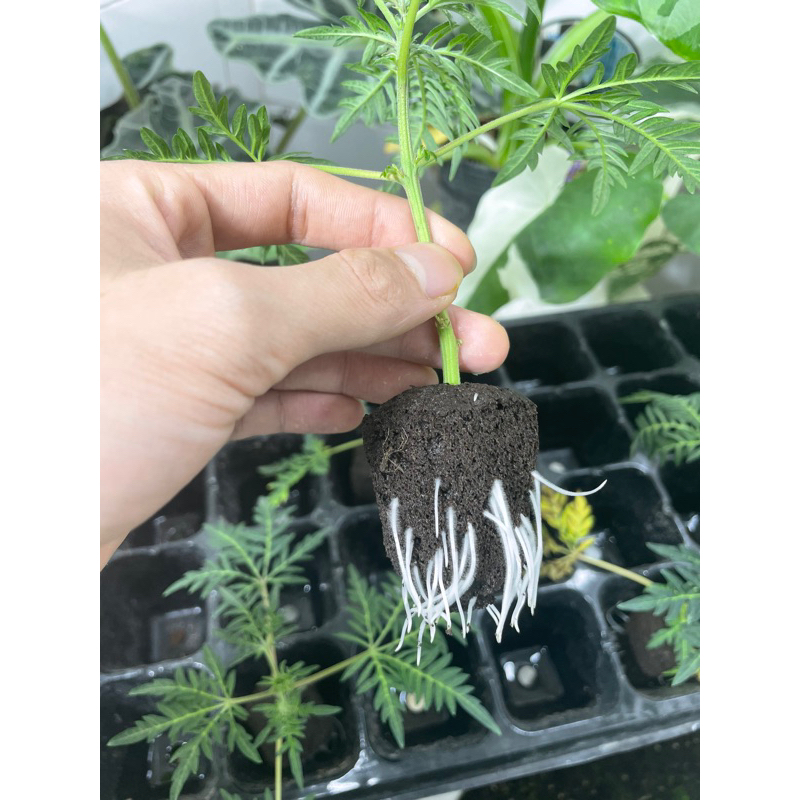 Cục ươm mầm - Rapid Root