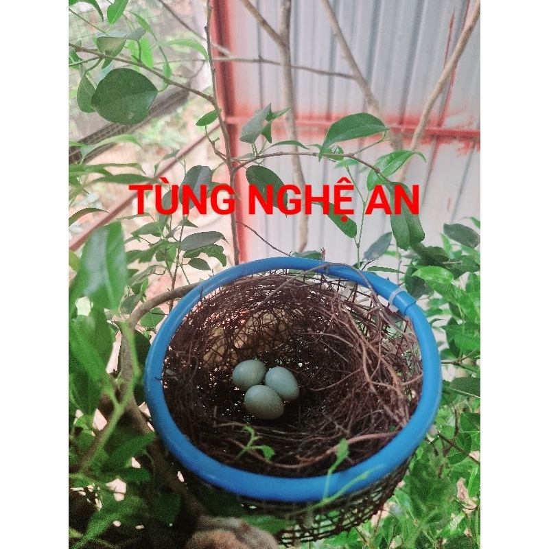 Tổ chim kích đẻ