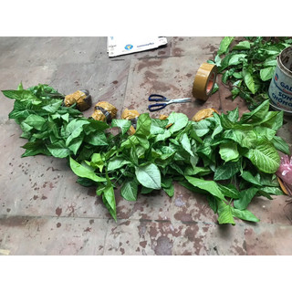 cây trầu bà trắng(5k/1 cây)