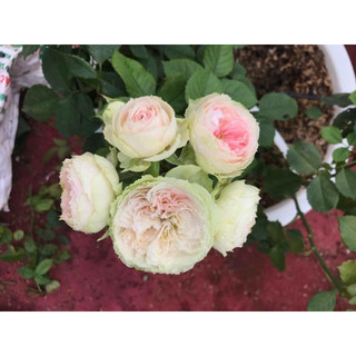 Hoa hồng ngoại Pompon Veranda rose - hồng bụi, hoa chùm siêu phẩm mới -HoaNgoaiMeLinh