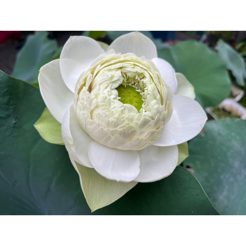 Củ Sen Thiên Nga Trắng