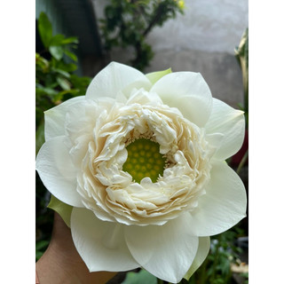 Củ Sen Thiên Nga Trắng ( White Swan)
