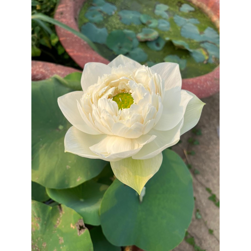 Củ Sen Thiên Nga Trắng