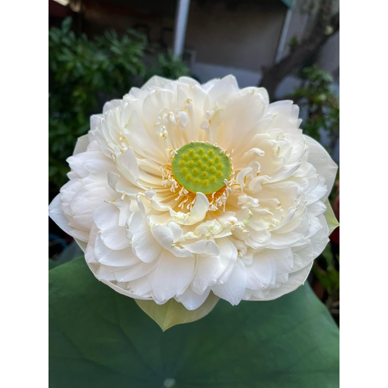 Củ Sen Thiên Nga Trắng