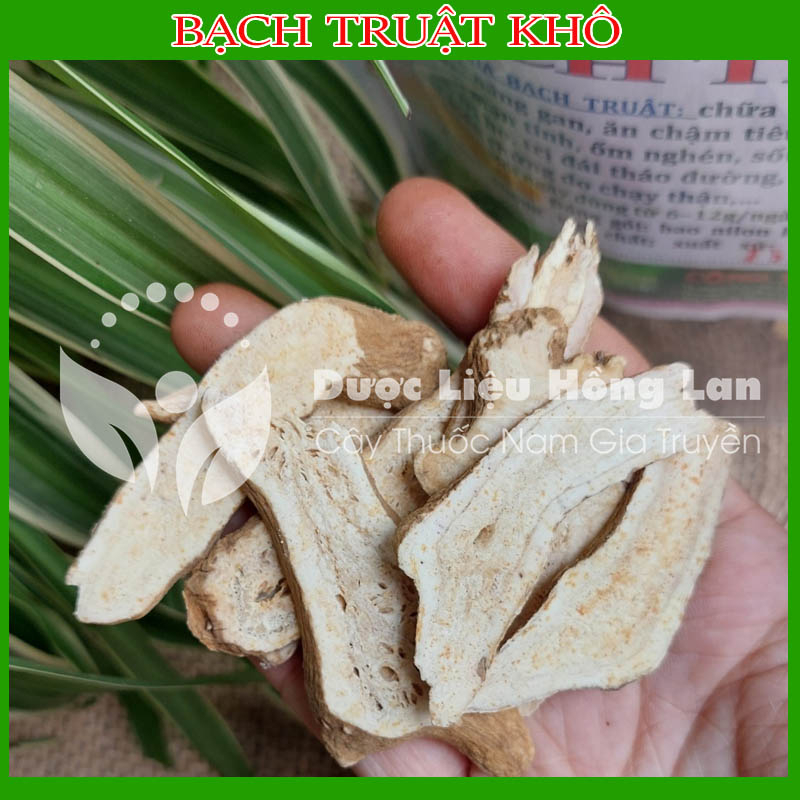 ✅ Bạch Truật đẹp loại 1 -