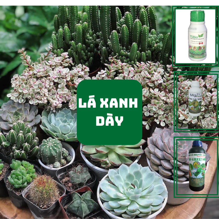 Phân bón cho sen đá thuốc trừ nấm bệnh sinh học hữu cơ biogreen555 trị đốm đen sâu rệp sáp thối thân lá biogreen555