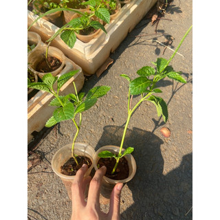 Cây giống đuôi chuột (cây mạch lạc)