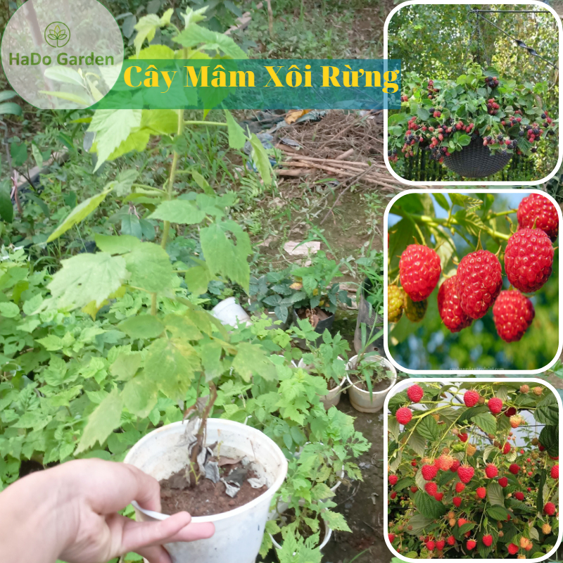 Cây mâm xôi giống (tặng kèm phân vi sinh) cây vừ làm cảnh vừa ăn quả nhiều tác dụng trong y học dân gian