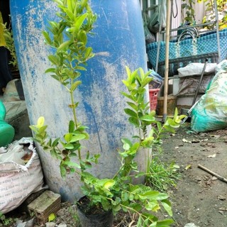 Cây siro lớn chuẩn giống , cây trồng làm cảnh bonsai rất đẹp