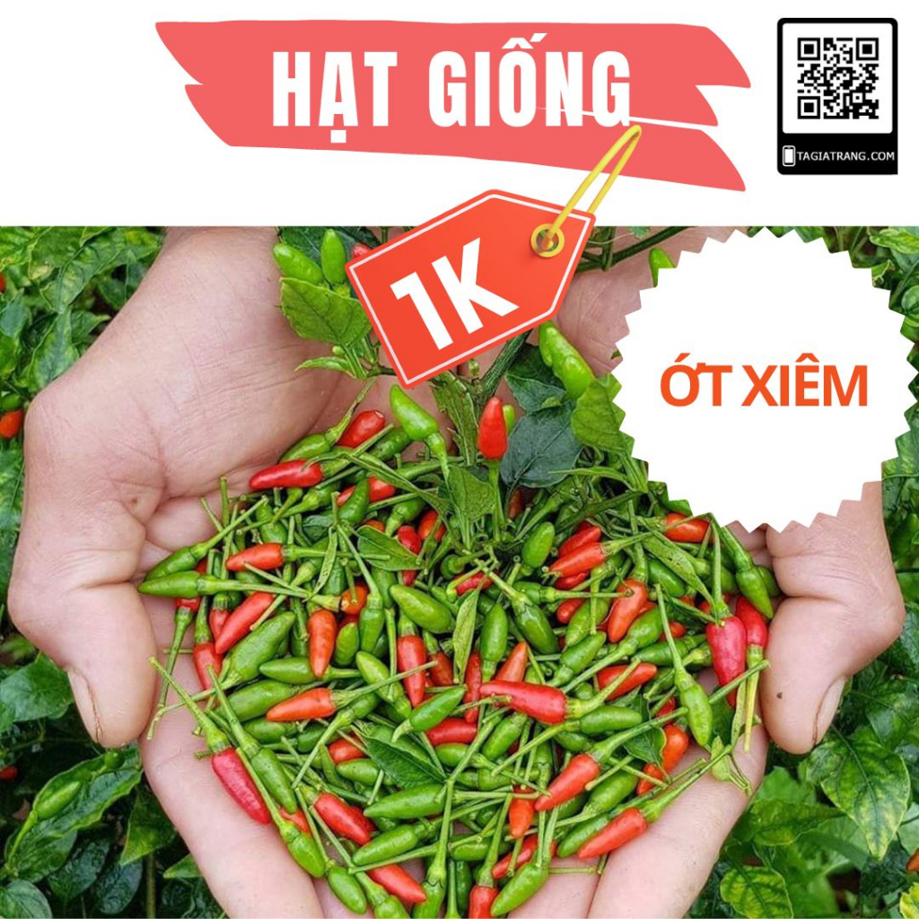 Deal 1K - 3 Hạt giống ớt xiêm - Tập làm vườn cùng Tạ Gia Trang
