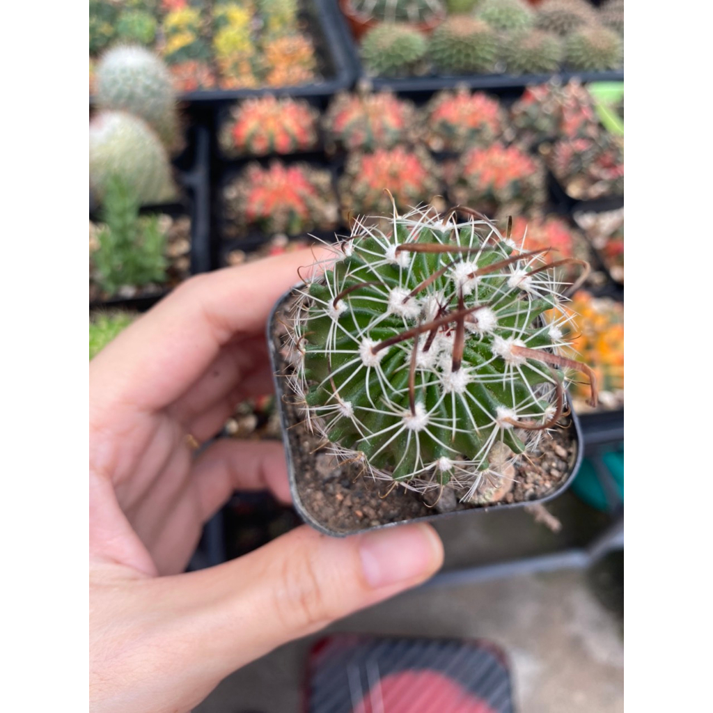 Xương rồng trúc ngọc.Hàng gieo hạt size chậu 5cm