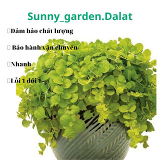 Chậu treo golden creeping jenny - Trân châu vàng