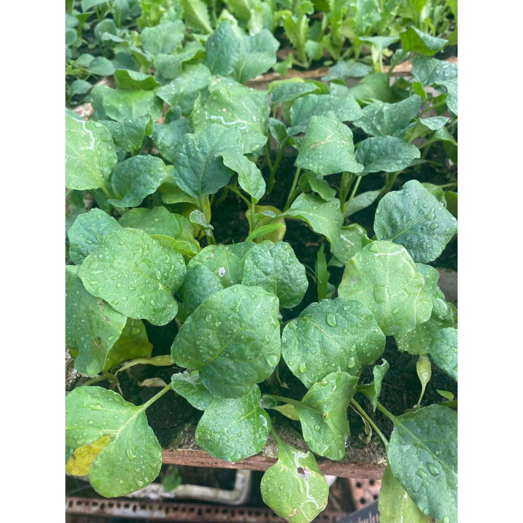 CÂY CON CÀ TÍM COMBO 2 CÂY